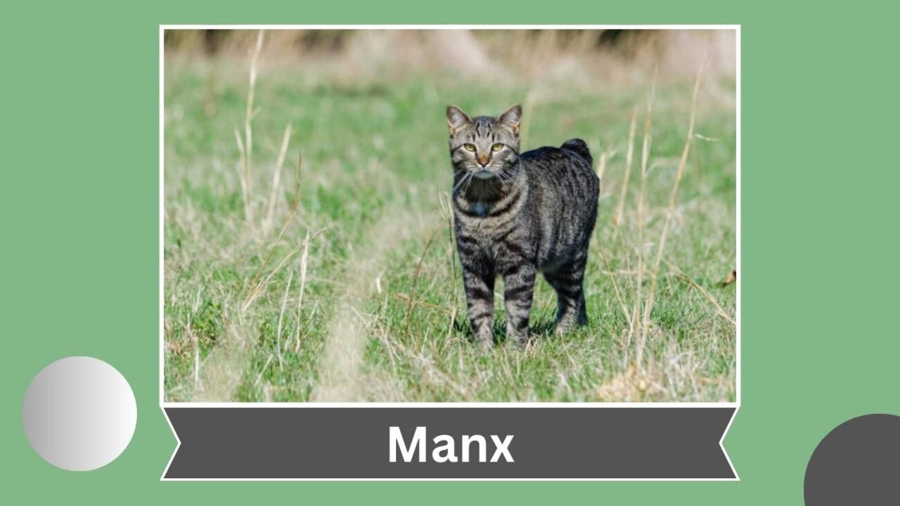 Manx