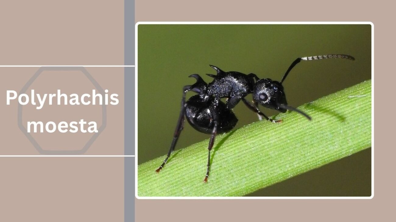Polyrhachis moesta