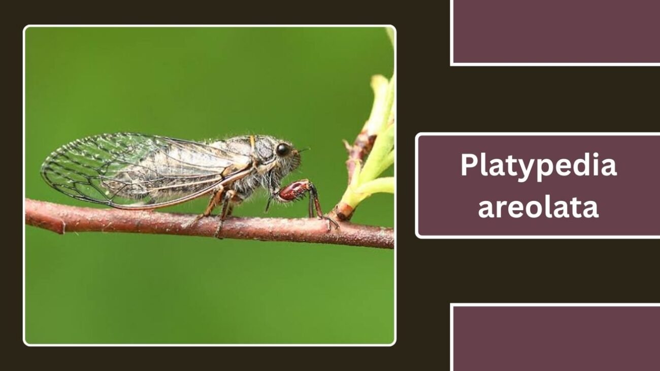 Platypedia areolata