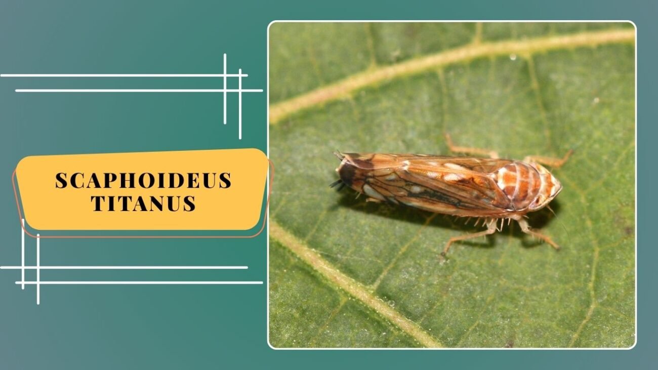 Scaphoideus titanus