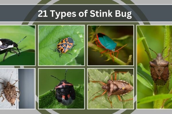 21 Types of Stink Bug