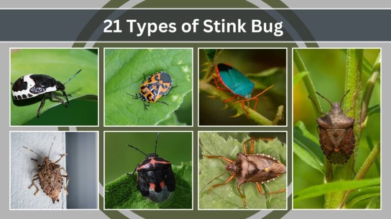 21 Types of Stink Bug