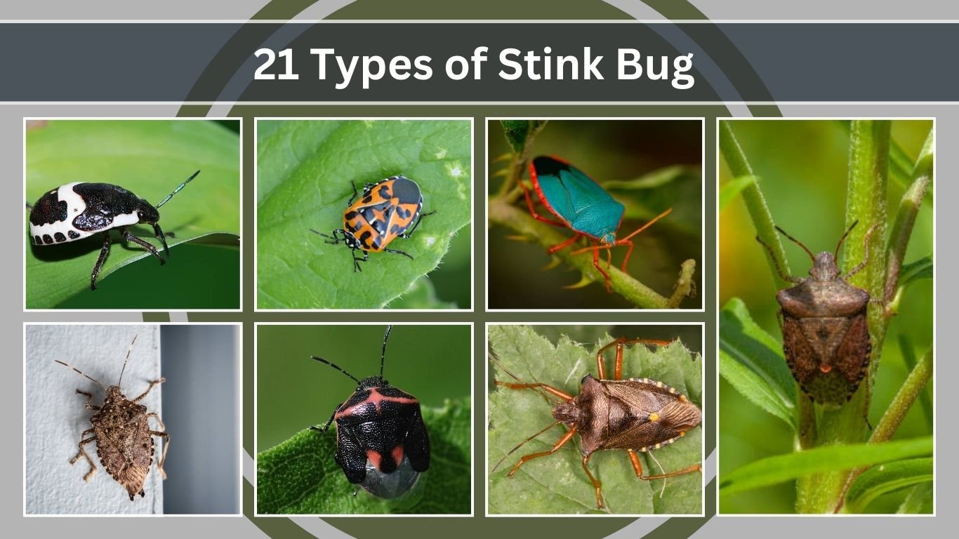 21 Types of Stink Bug