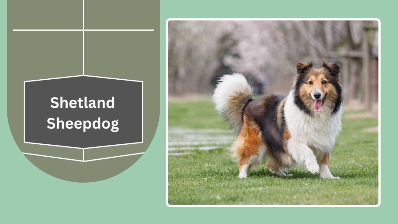 Shetland Sheepdog