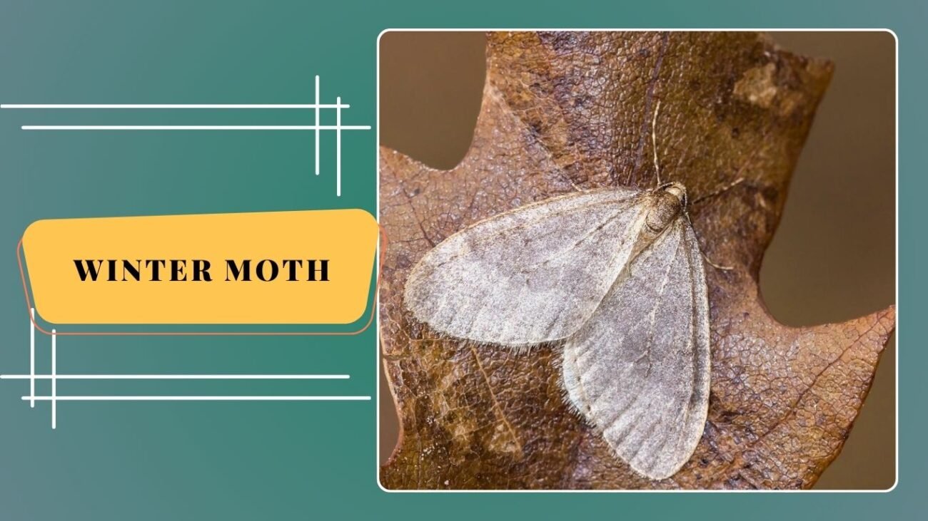 Winter Moth (Operophtera brumata)