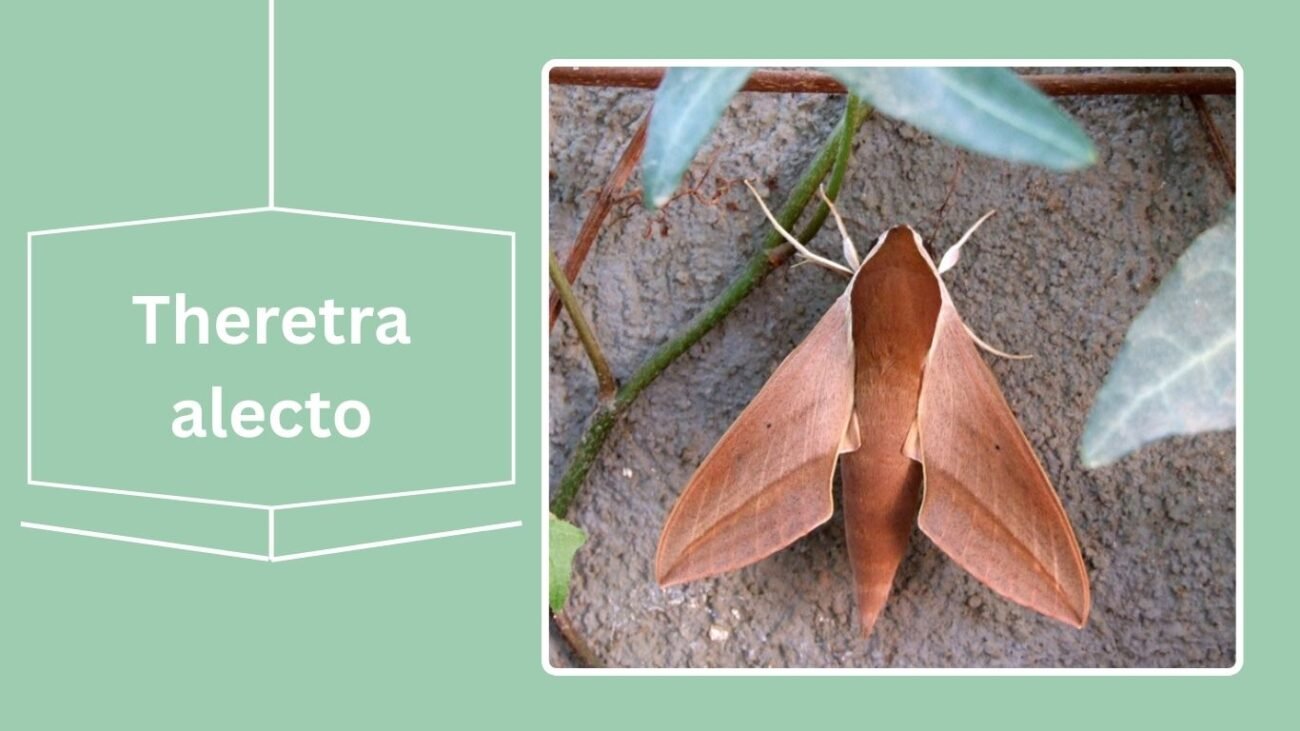 Theretra alecto (Alecto Hawk Moth)