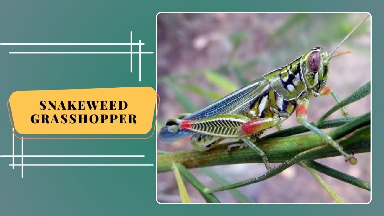Snakeweed Grasshopper