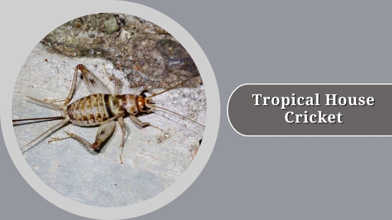 Tropical House Cricket