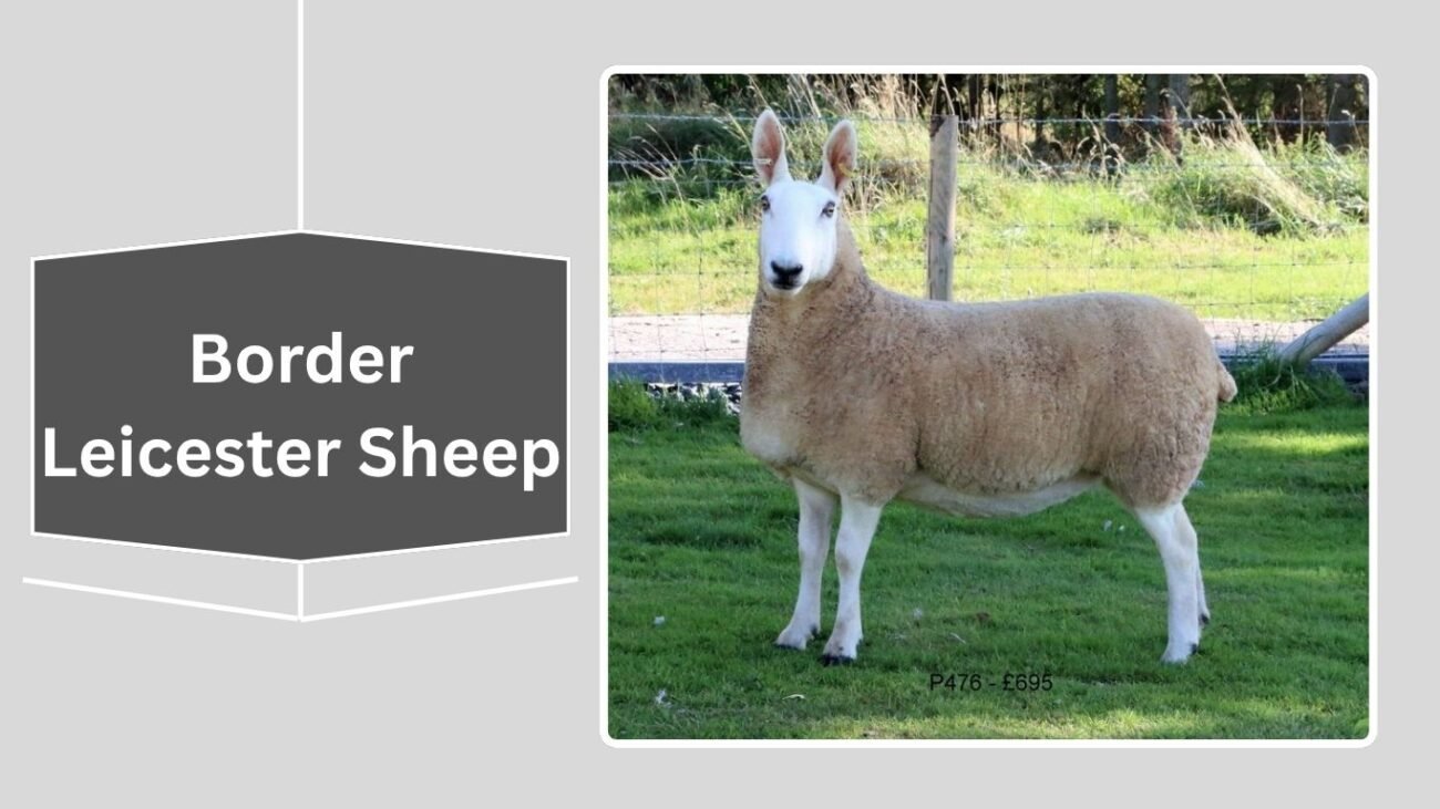 Border Leicester Sheep