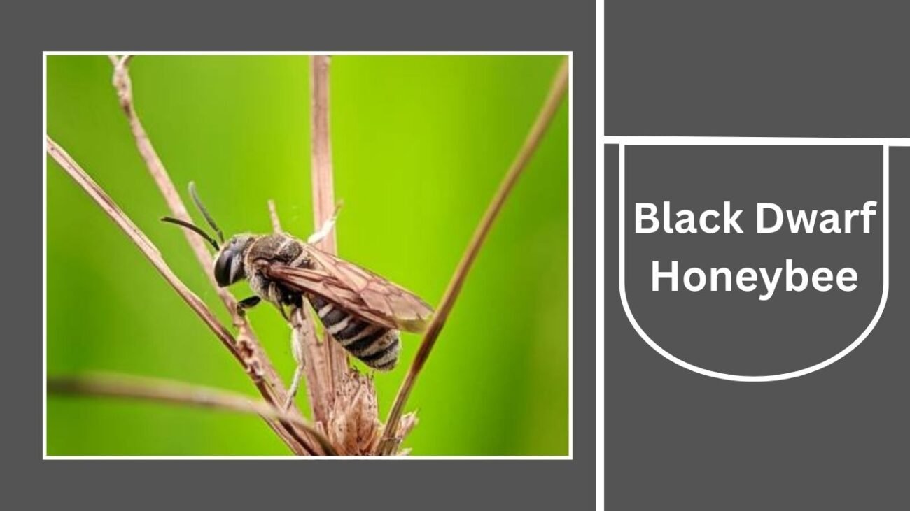 Black Dwarf Honeybee (Apis andreniformis)