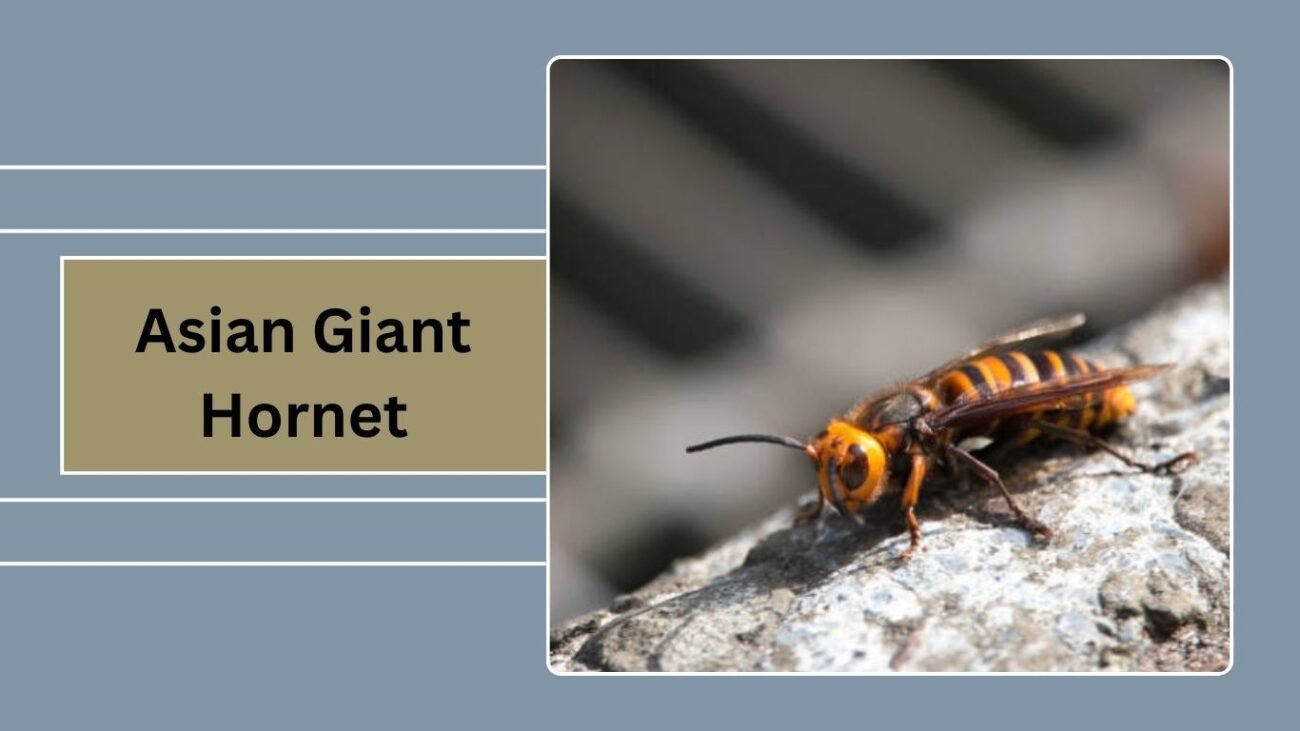 Asian Giant Hornet