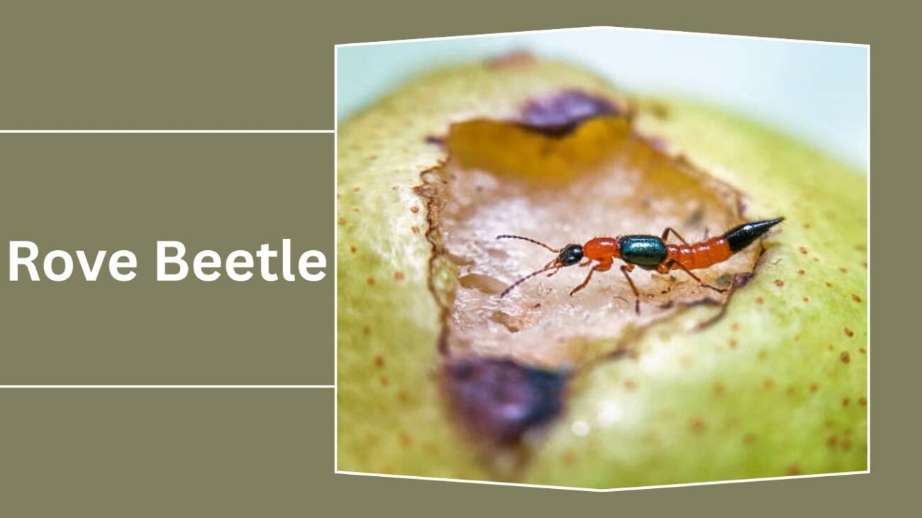 Rove Beetle (Staphylinidae)
