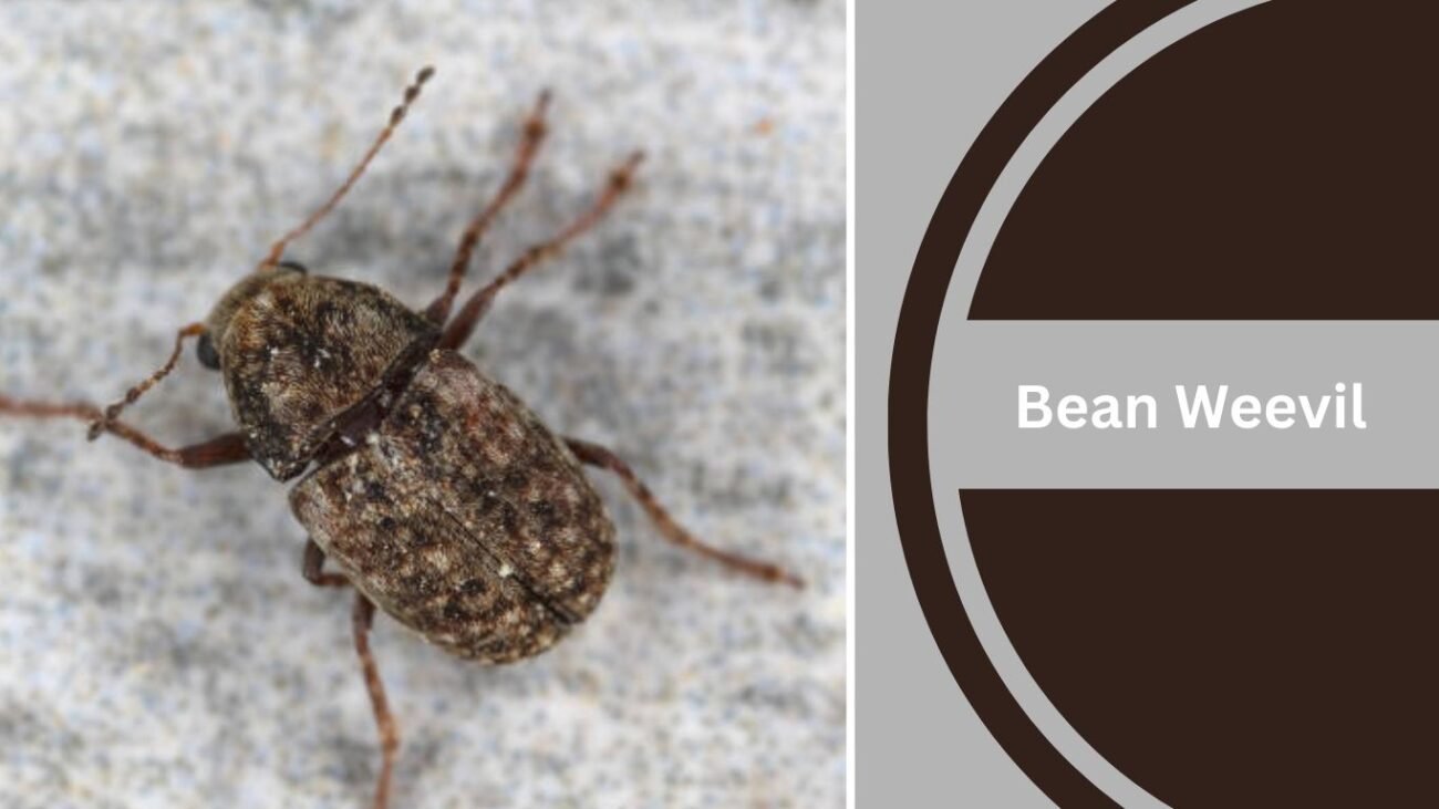 Bean Weevil