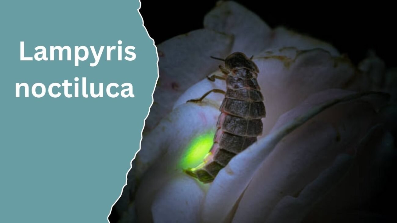  Lampyris noctiluca