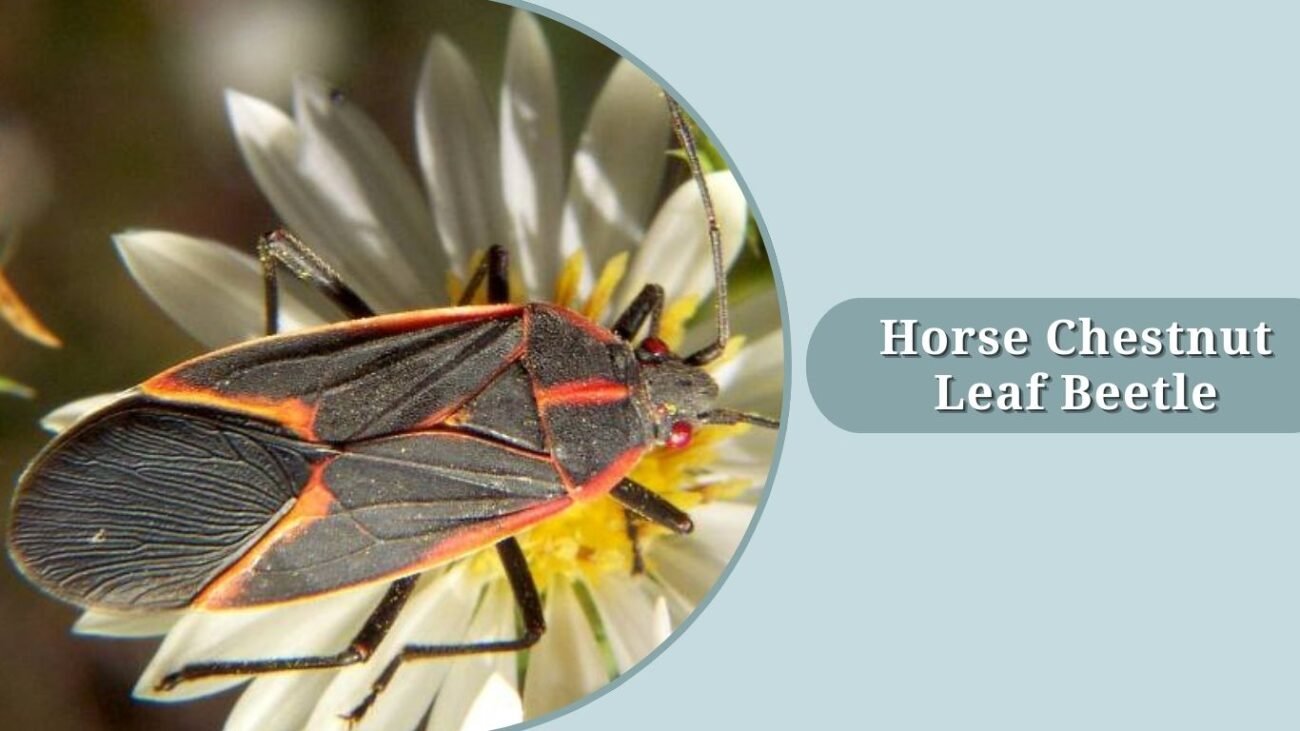 Horse Chestnut Leaf Beetle