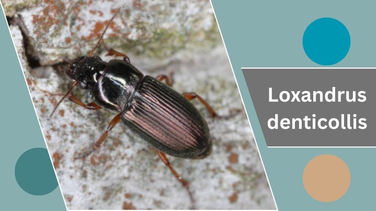 Loxandrus denticollis