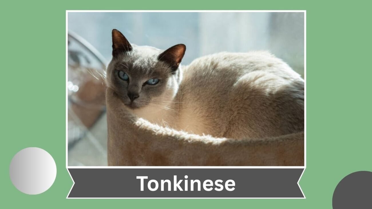 Tonkinese