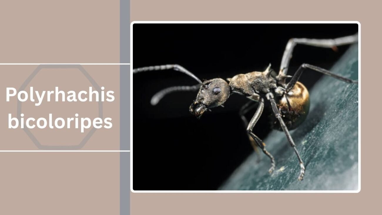 Polyrhachis bicoloripes
