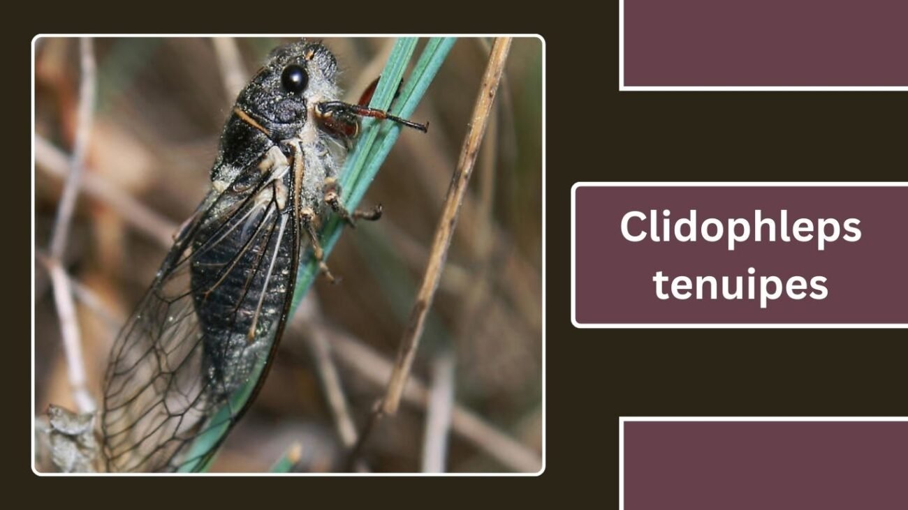 Clidophleps tenuipes