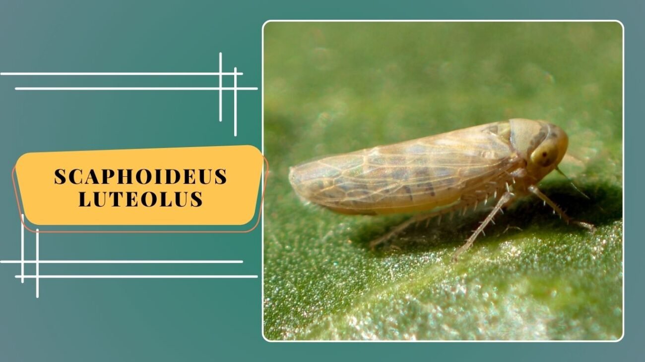 Scaphoideus luteolus