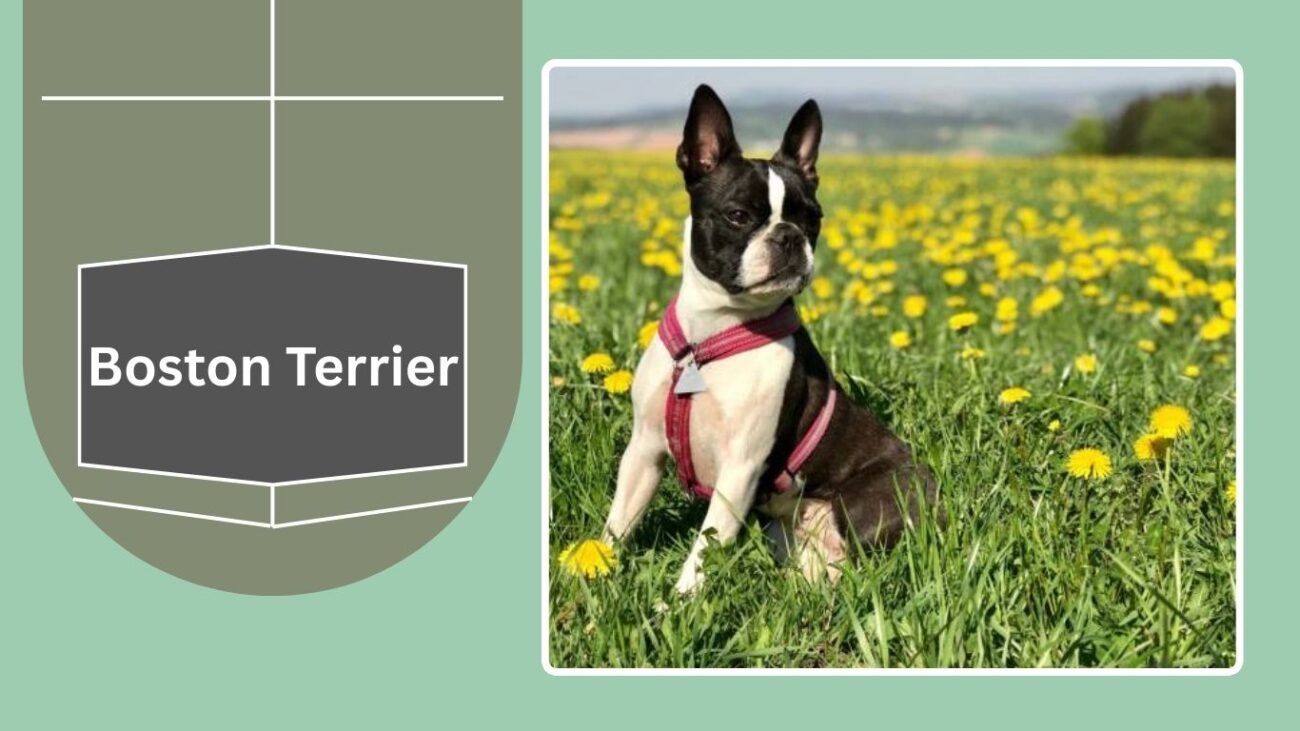 Boston Terrier