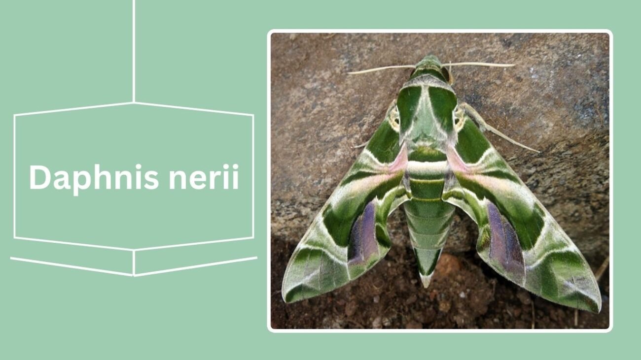 Daphnis nerii (Oleander Hawk Moth)