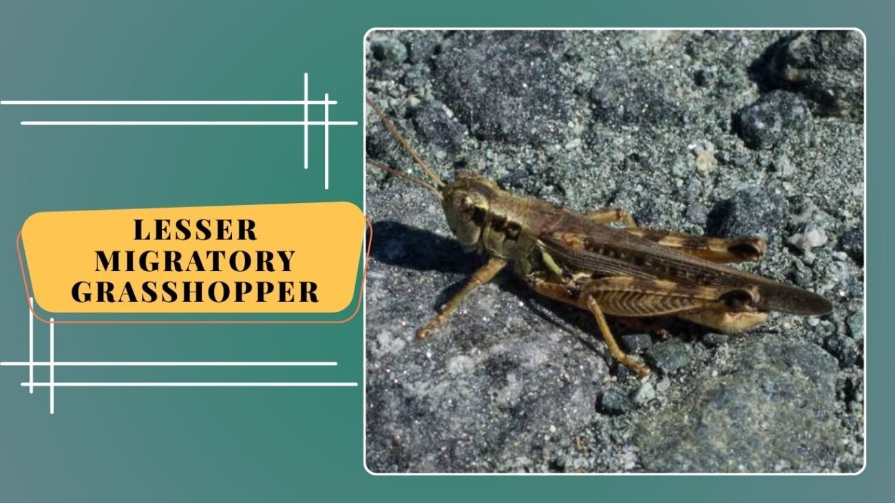 Lesser Migratory Grasshopper