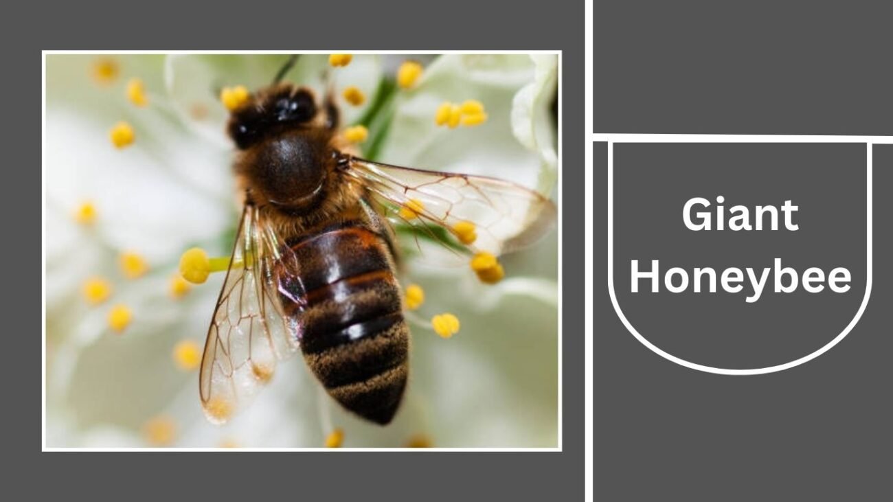 Giant Honeybee (Apis dorsata)