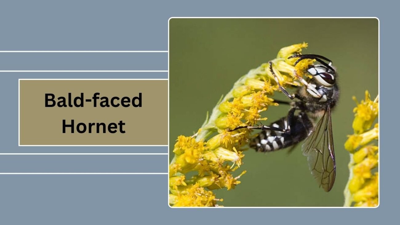 Bald-faced Hornet