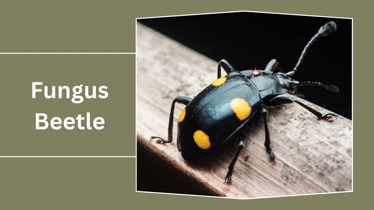 Fungus Beetle (Erotylidae)