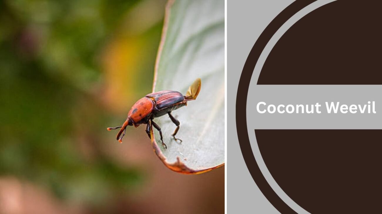 Coconut Weevil