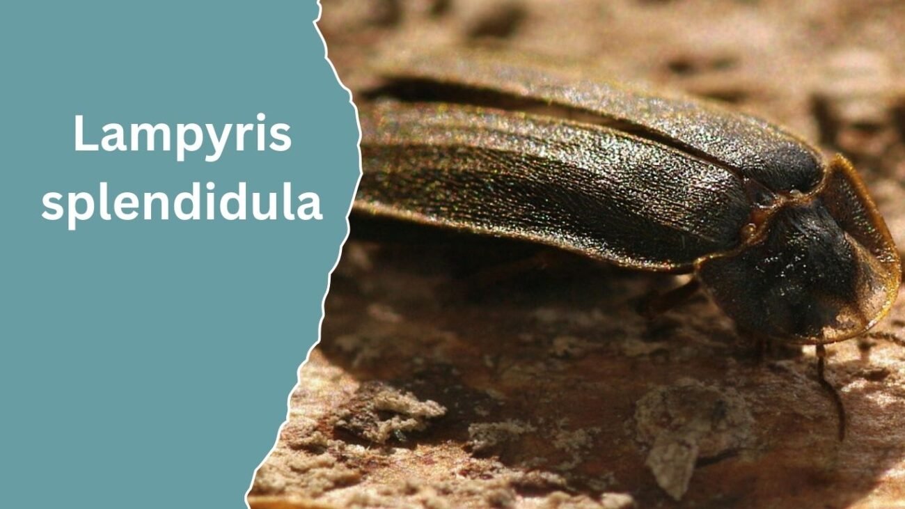 Lampyris splendidula