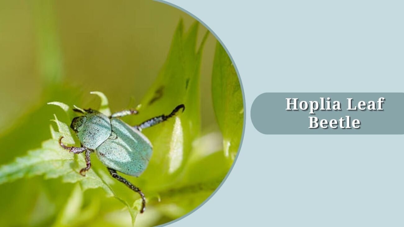 Hoplia Leaf Beetle