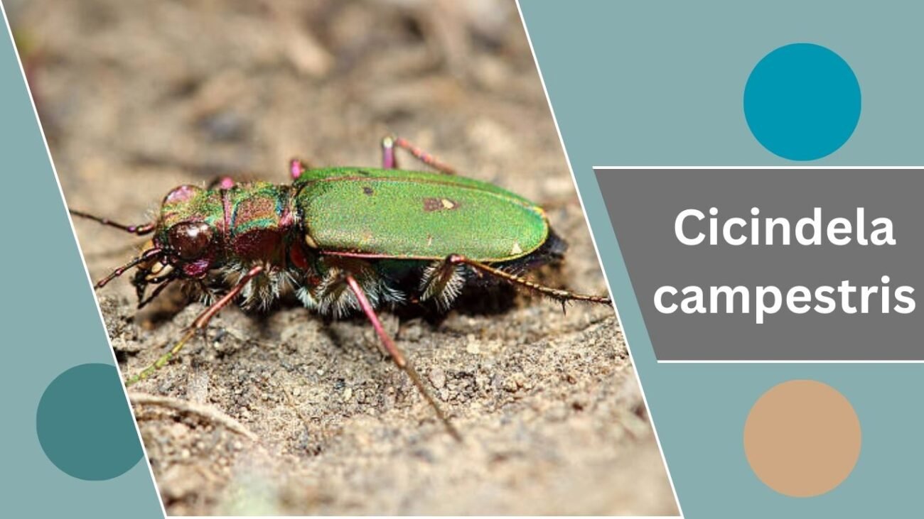 Cicindela campestris