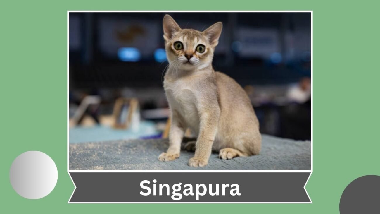 Singapura