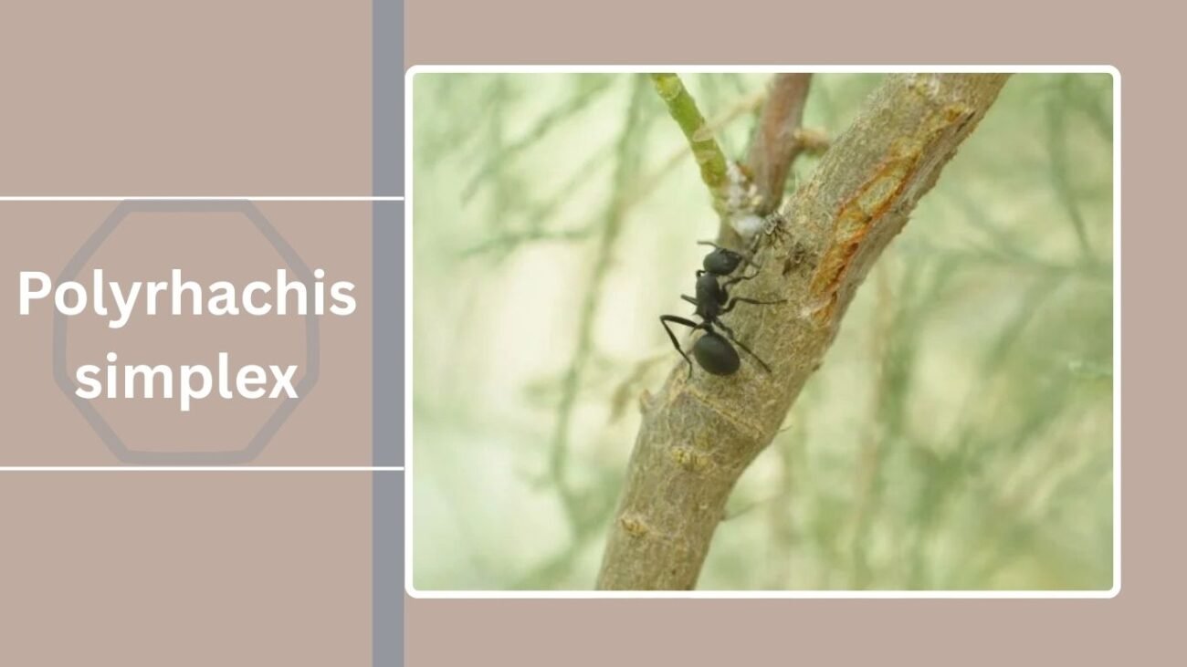 Polyrhachis simplex