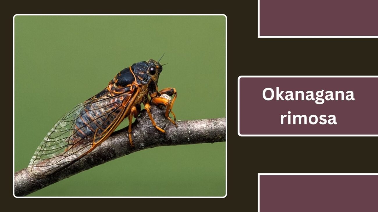 Okanagana rimosa