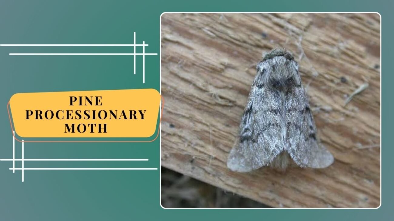 Pine Processionary Moth (Thaumetopea pityocampa)
