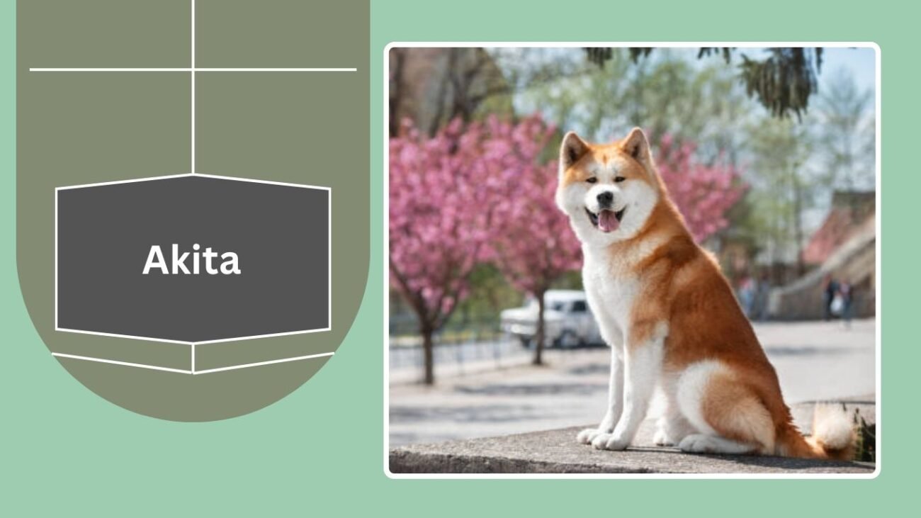 Akita