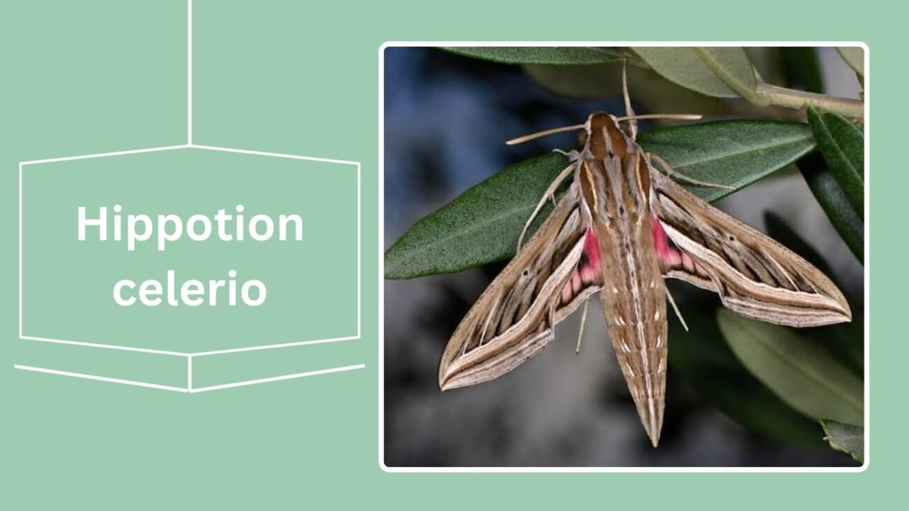 Hippotion celerio (Silver-striped Hawk Moth)
