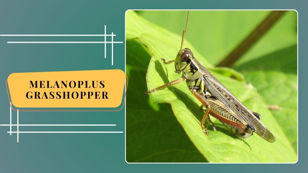 Melanoplus Grasshopper