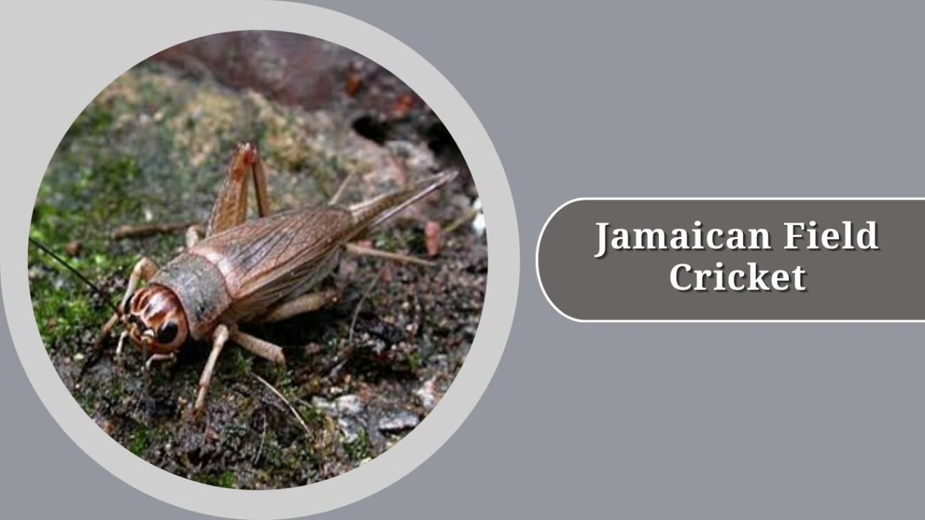 Jamaican Field Cricket