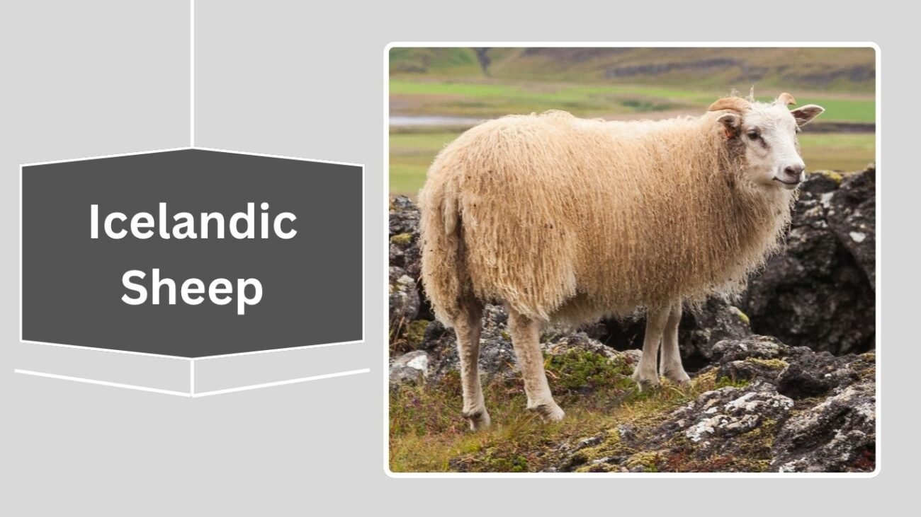 Icelandic Sheep
