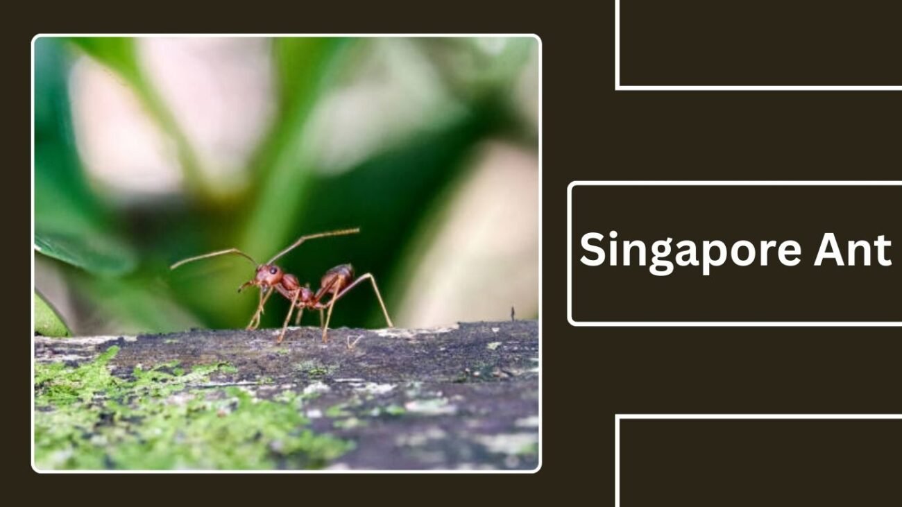 Singapore Ant