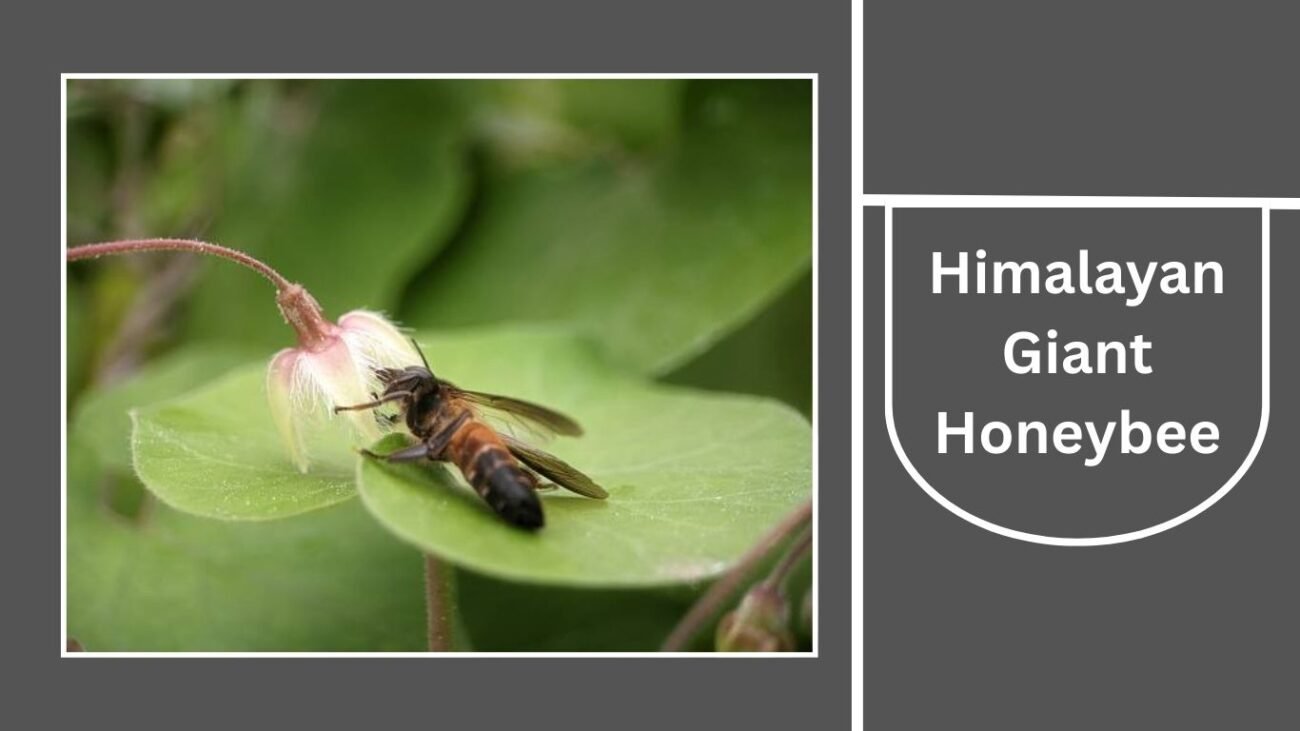 Himalayan Giant Honeybee (Apis laboriosa)