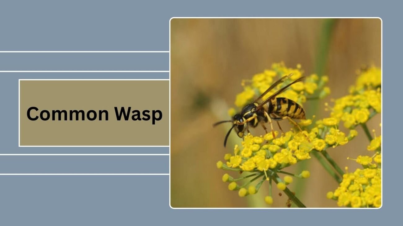 Common Wasp (Vespula vulgaris)