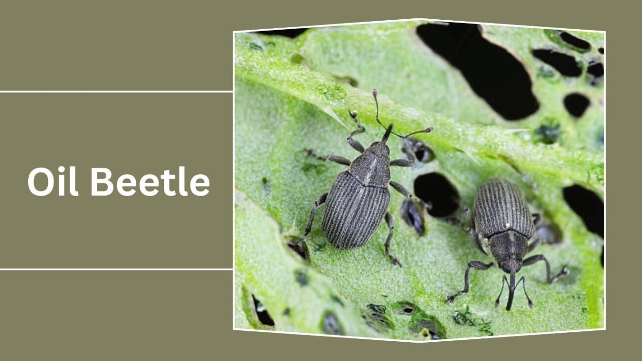 Oil Beetle (Meloe