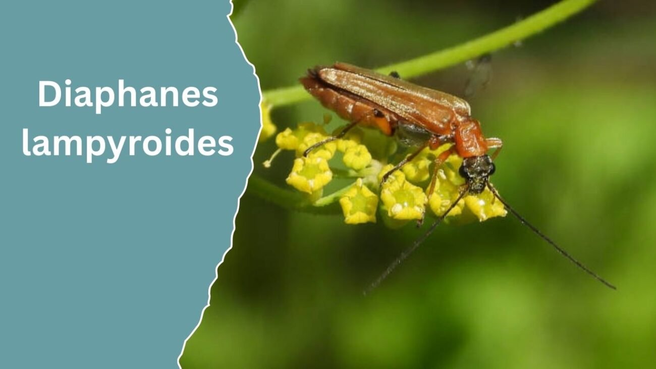 Diaphanes lampyroides