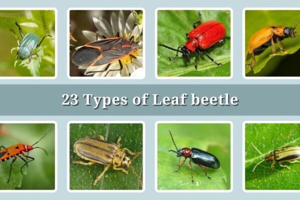 23 Types of Leaf beetle