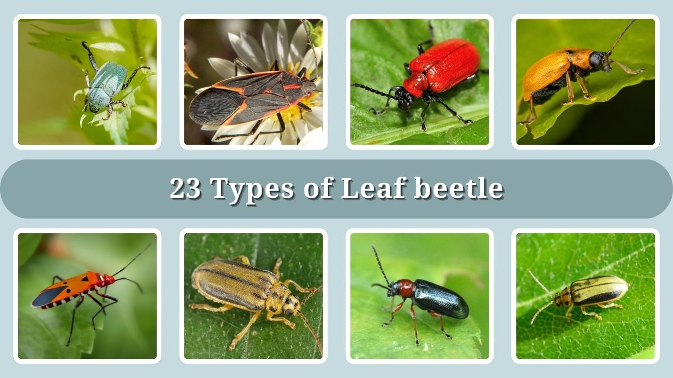 23 Types of Leaf beetle